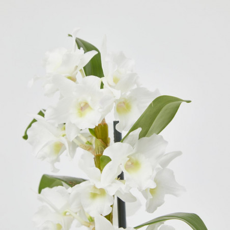 POWERS TO FLOWERS - DENDROBIUM NOBILE BIANCO, VASO 12CM DIAMETRO, pianta vera