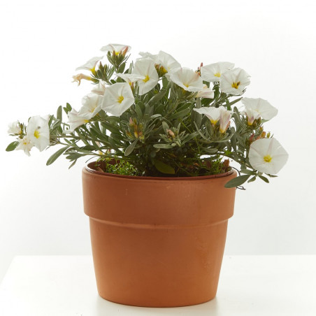 CONVOLVULUS