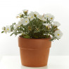 CONVOLVULUS