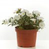 CONVOLVULUS