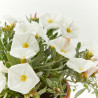 CONVOLVULUS