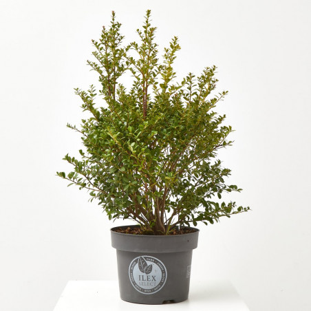 ILEX CRENATA DARK GREEN
