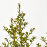 ILEX CRENATA DARK GREEN