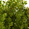 ILEX CRENATA DARK GREEN