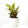 CROTON PETRA