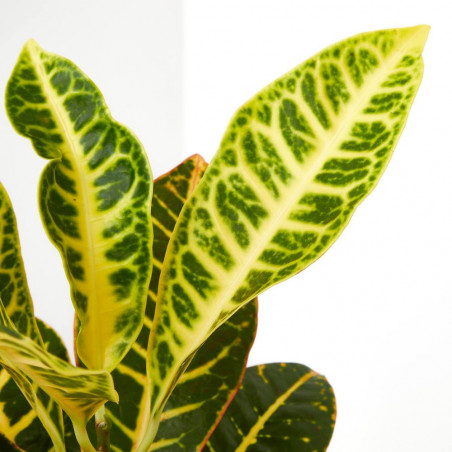 CROTON PETRA