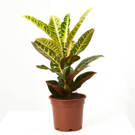 CROTON PETRA