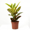 CROTON PETRA