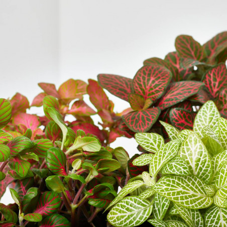 FITTONIA