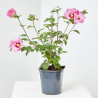 ROSA DE SIRIA