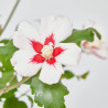 ROSA DE SIRIA