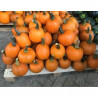 CALABAZA HALLOWEEN