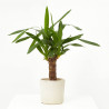 YUCCA
