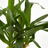 YUCCA