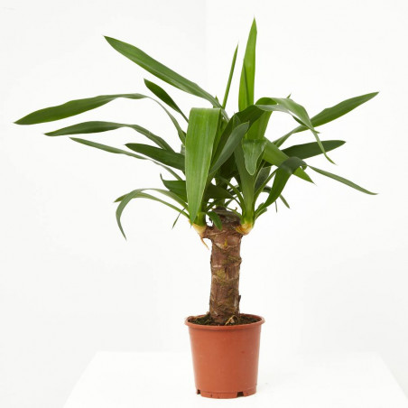 YUCCA