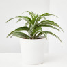 DRACENA - SURTIDO VARIADO