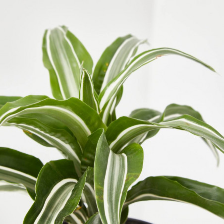 DRACENA - SURTIDO VARIADO