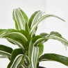 DRACENA - SURTIDO VARIADO