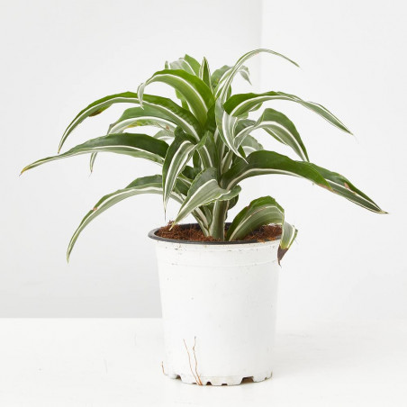 DRACENA - SURTIDO VARIADO