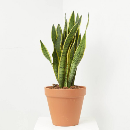 SANSEVIERIA - SURTIDO VARIADO