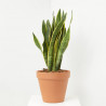 SANSEVIERIA - SURTIDO VARIADO
