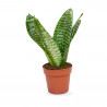 SANSEVIERIA - SURTIDO VARIADO