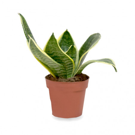 SANSEVIERIA - SURTIDO VARIADO