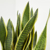 SANSEVIERIA - SURTIDO VARIADO