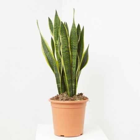 SANSEVIERIA - SURTIDO VARIADO