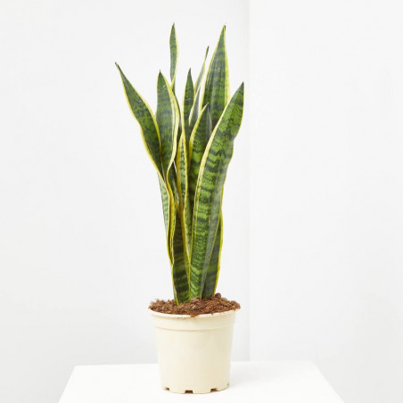SANSEVIERIA - SURTIDO VARIADO