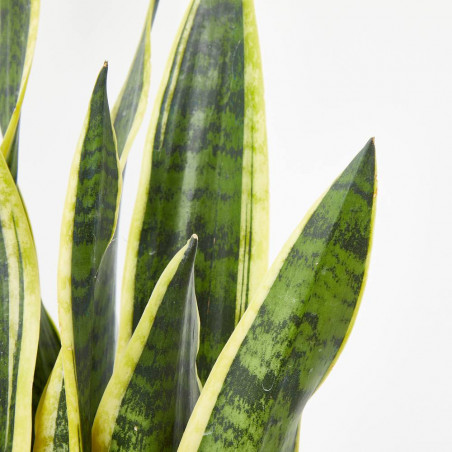 SANSEVIERIA - SURTIDO VARIADO
