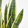 SANSEVIERIA - SURTIDO VARIADO