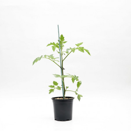 TOMATE TRES CANTOS EN MACETA