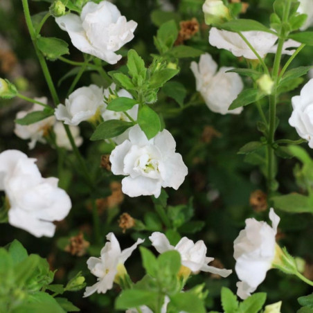 BACOPA