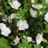 BACOPA
