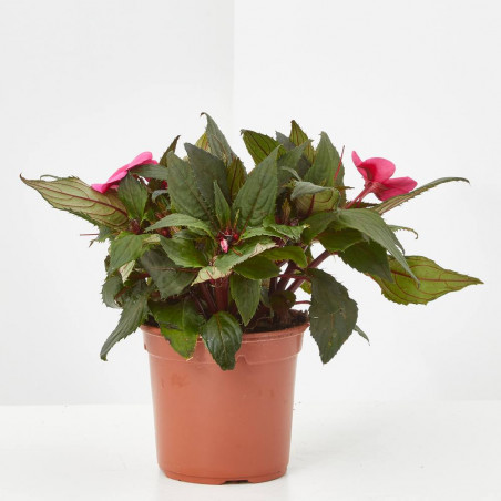 ALEGRÍA NUEVA GUINEA