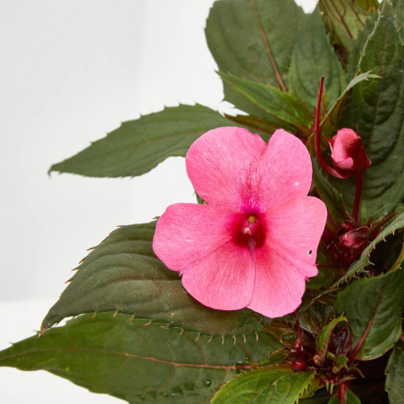 ALEGRÍA NUEVA GUINEA