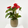 ANTHURIUM ROJO
