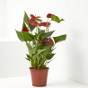 ANTHURIUM ROJO