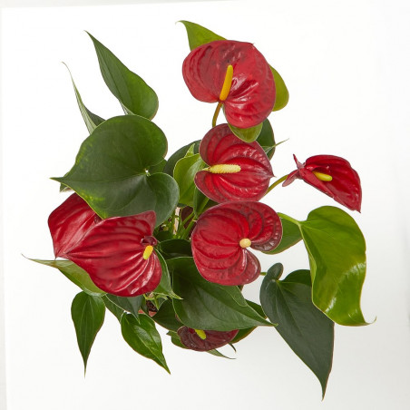 ANTHURIUM ROJO