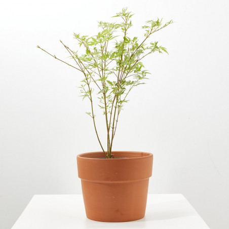 ACER PALMATUM