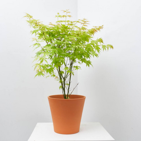 ACER PALMATUM