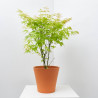 ACER PALMATUM