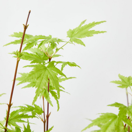 ACER PALMATUM
