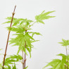 ACER PALMATUM