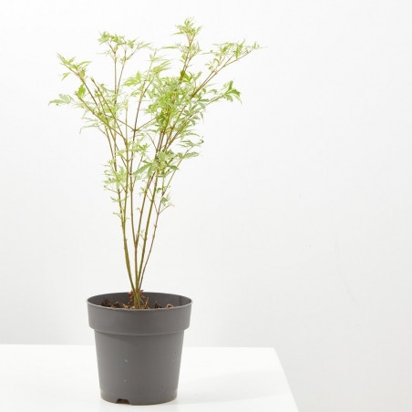 ACER PALMATUM