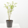 ACER PALMATUM