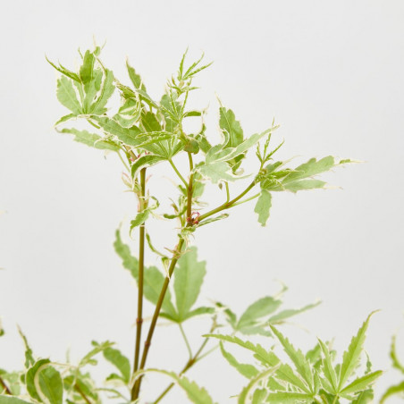 ACER PALMATUM