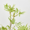 ACER PALMATUM