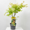 ACER PALMATUM